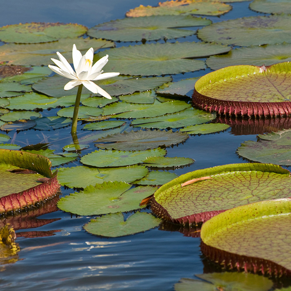 Lilly Pads Wallpaper