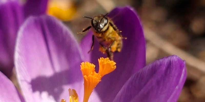 A bee landing in a purple crocus