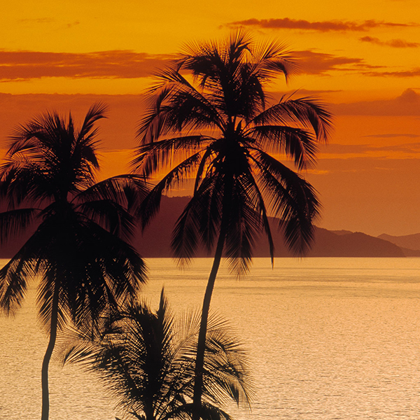 Palm Tree Sunset