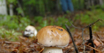 Vild mad og svampeplukning