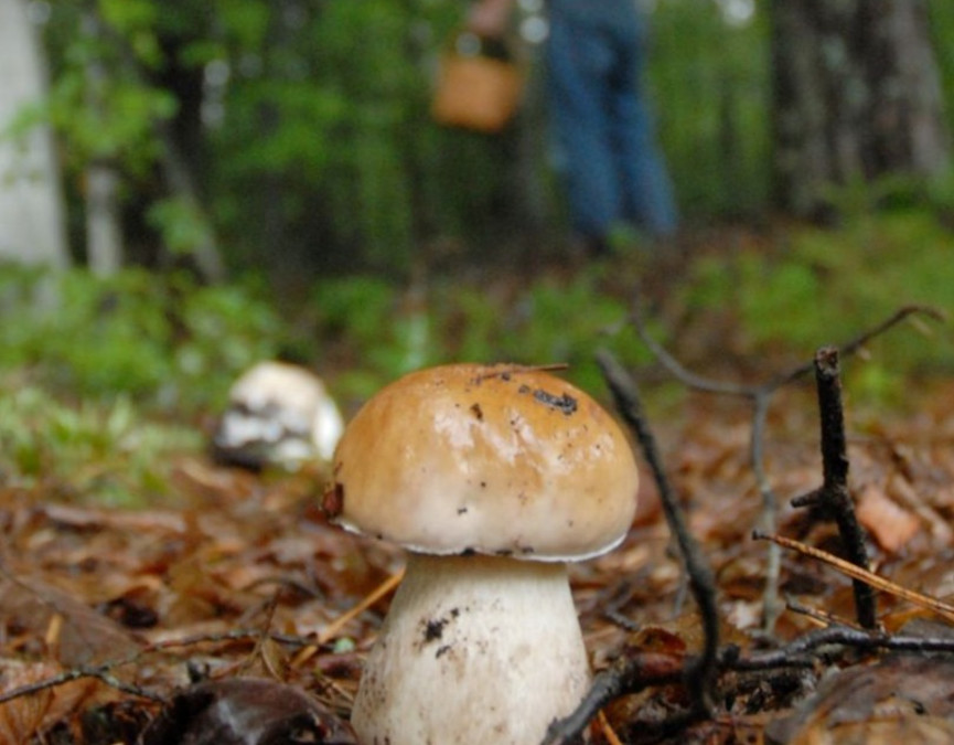 Vild mad og svampeplukning