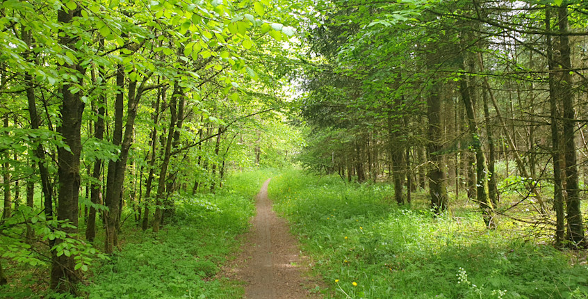 Harte Skov