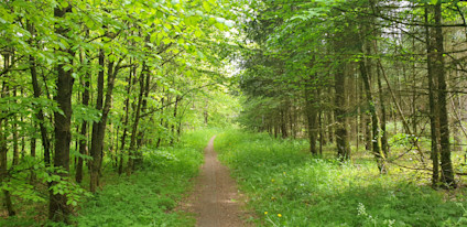 Harte Skov