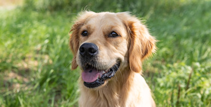 Hundeområde, Viuf-Håstrup Solcellepark