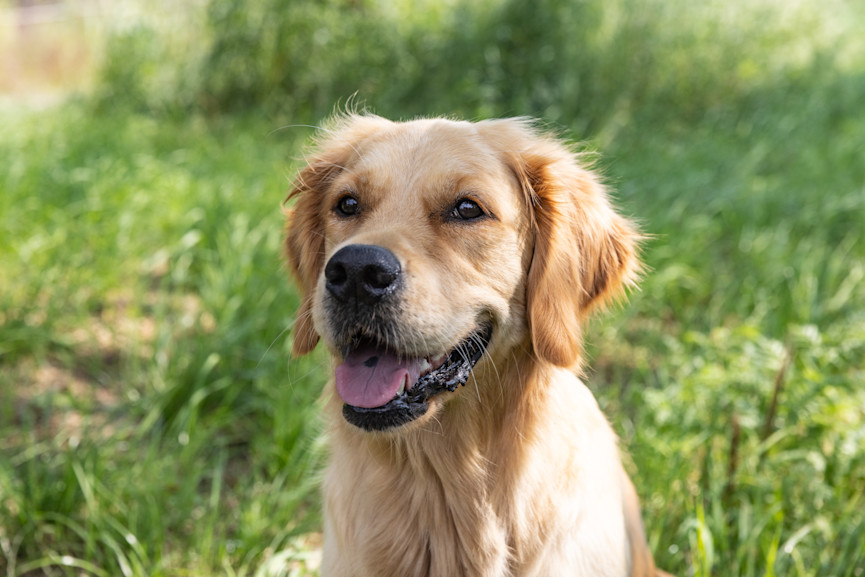 Hundeområde, Viuf-Håstrup Solcellepark