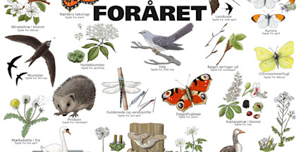 Find foråret arter