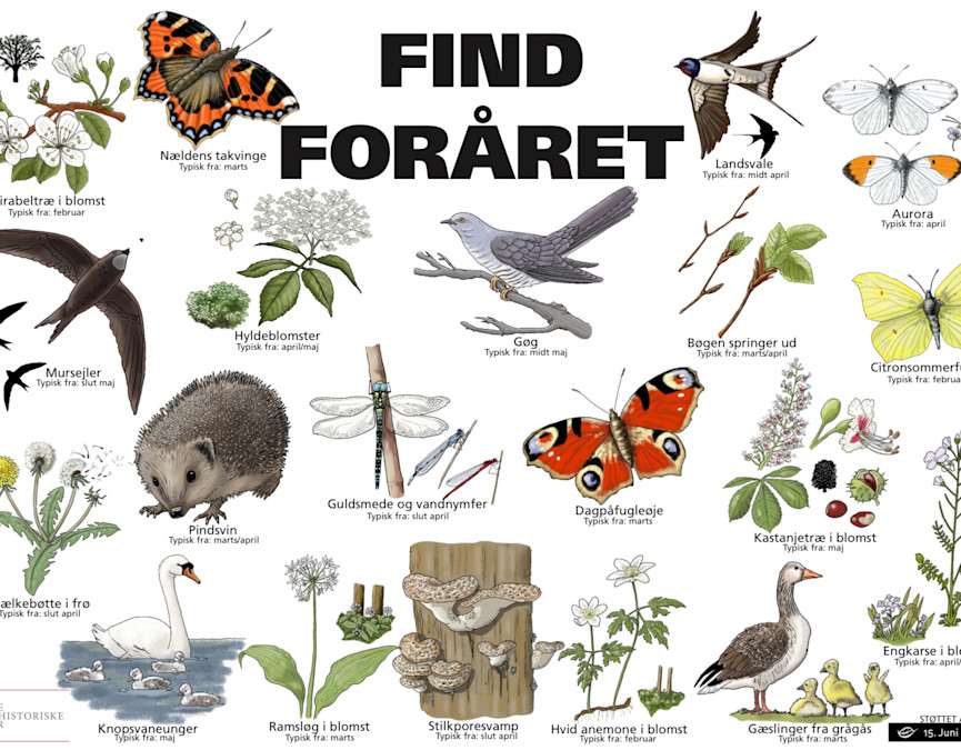 Find foråret arter