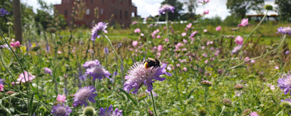 Bypark øst og blomstrende stauder