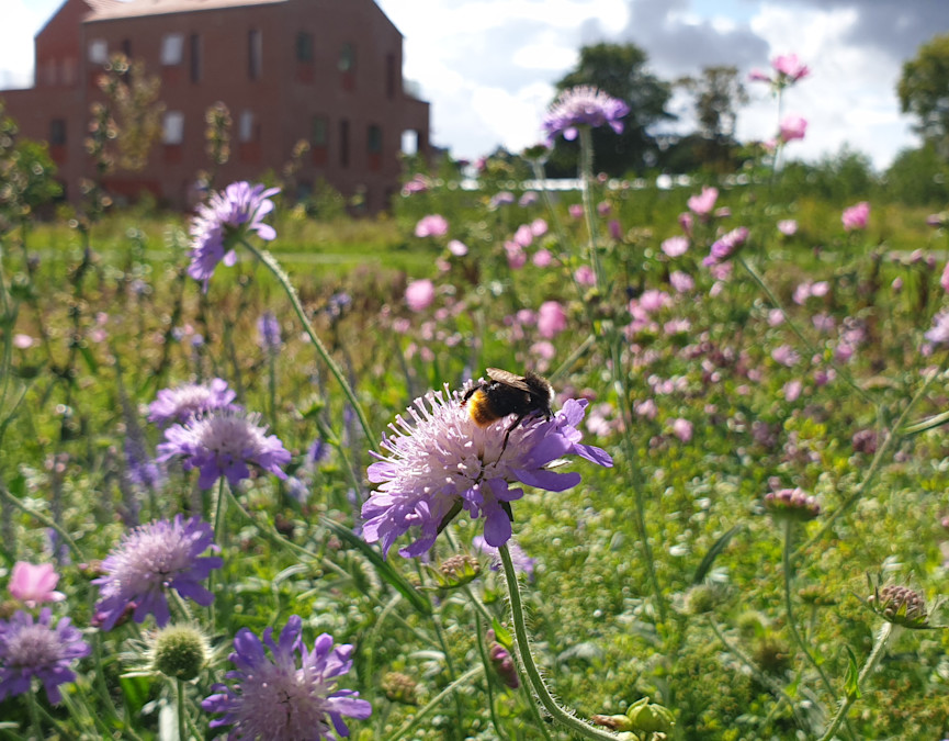 Bypark øst og blomstrende stauder