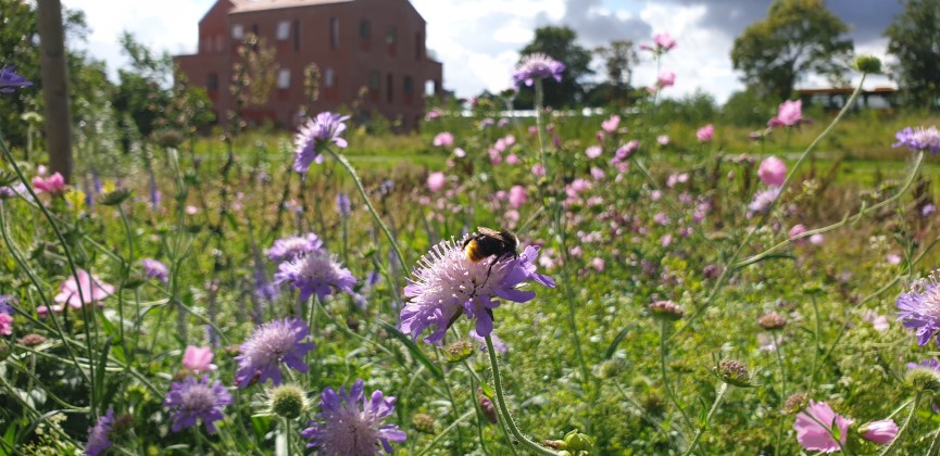 Bypark øst og blomstrende stauder