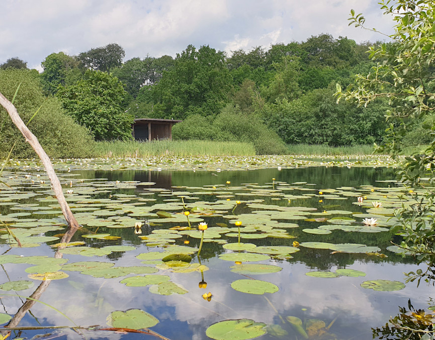 Parksøen ved Klimapavillonen