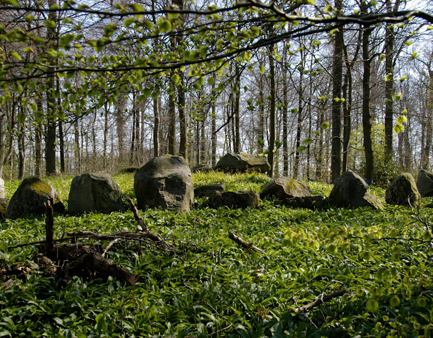 Langdysse Grønninghoved Strandskov