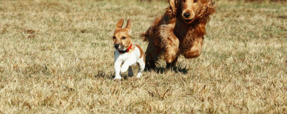 To løbende hunde