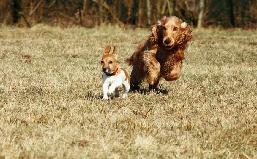 To løbende hunde