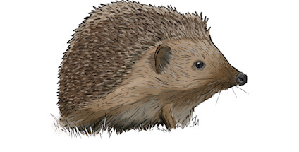 Pindsvin