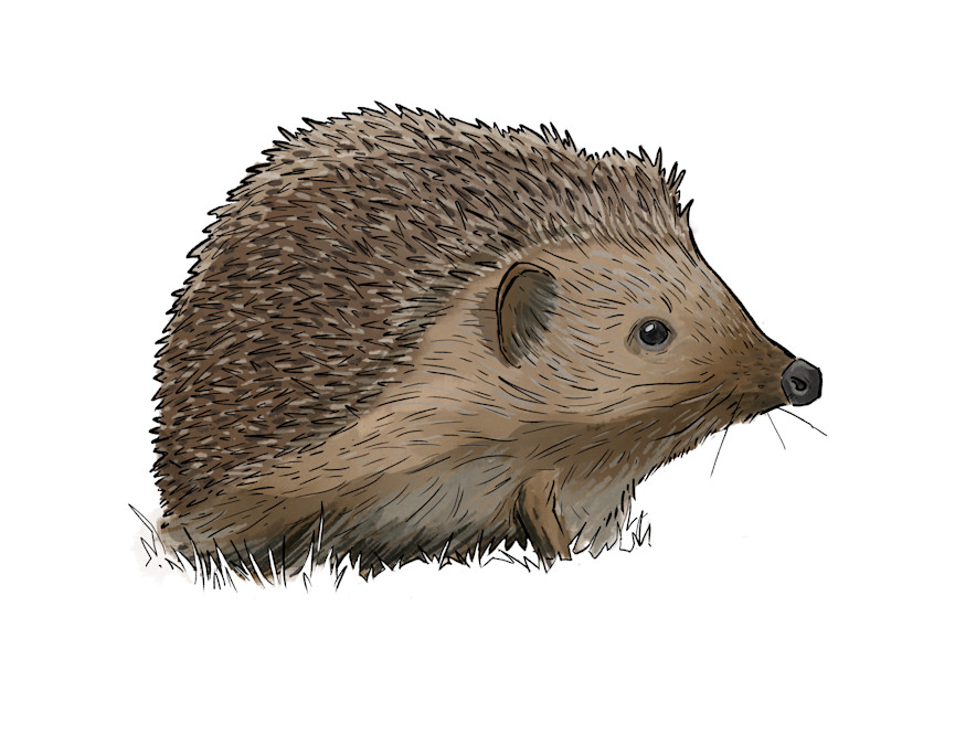 Pindsvin