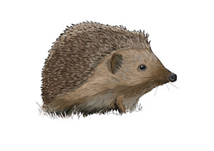 Pindsvin