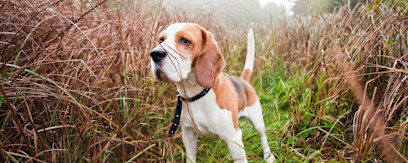 Beagle in forest