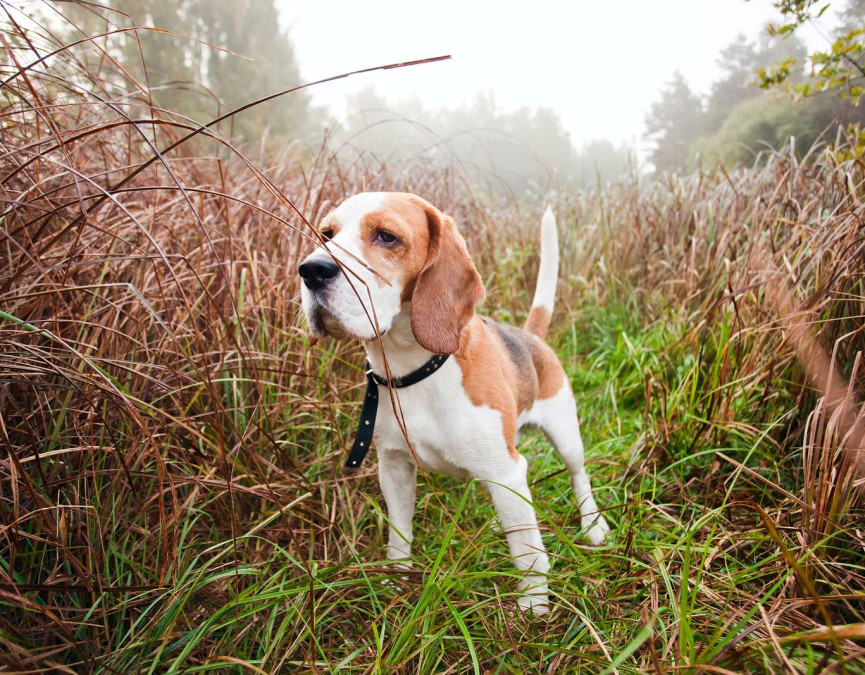 Beagle in forest