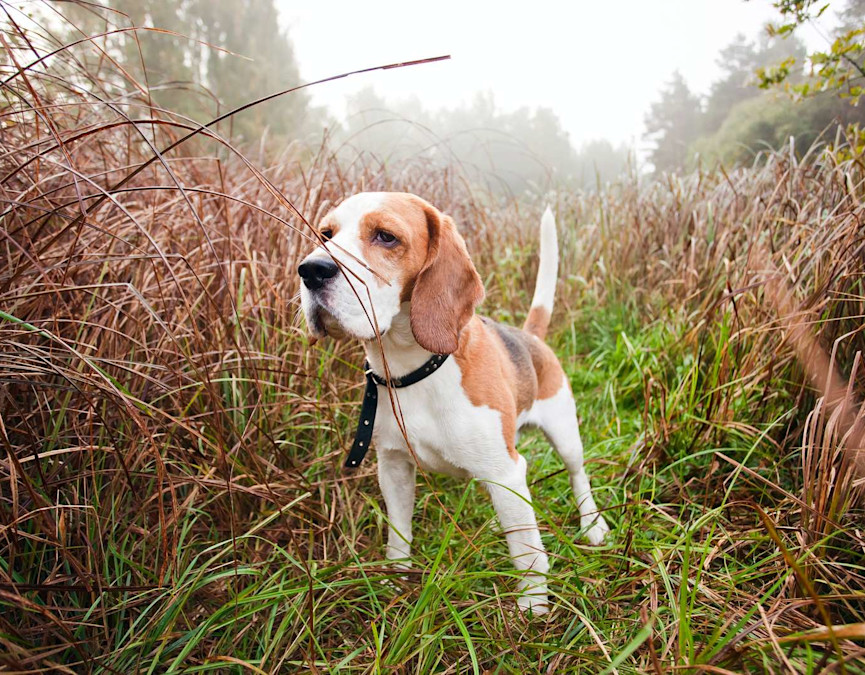 Beagle in forest