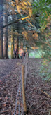 Harte Skov