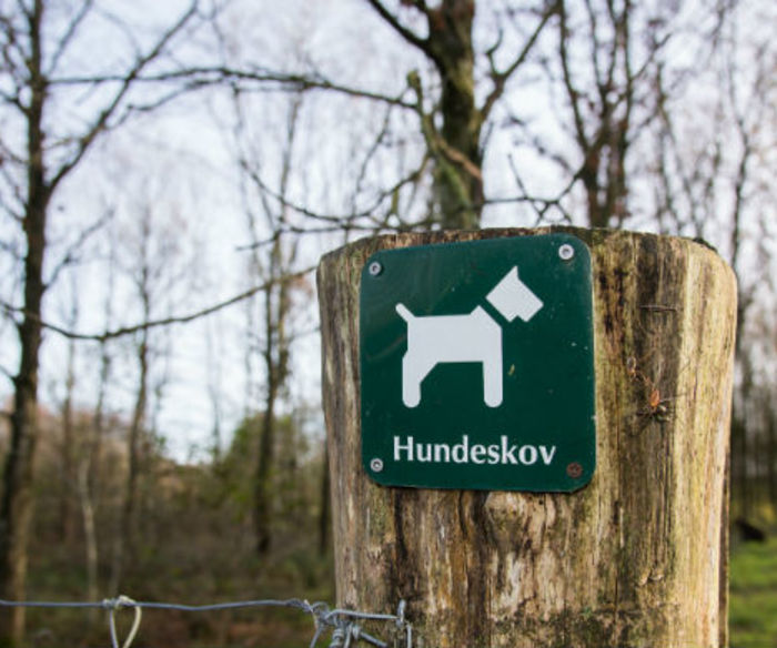 Luft din hund i Vamdrup hundeskov