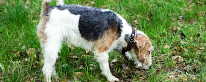 Luft din hund i hundeskoven