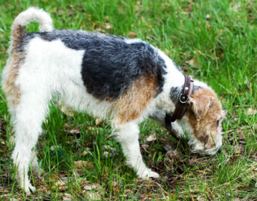 Luft din hund i hundeskoven