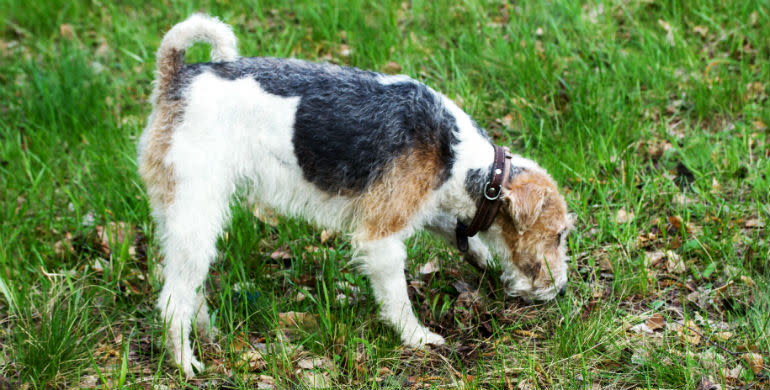 Luft din hund i hundeskoven