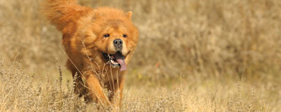 Løbende hund