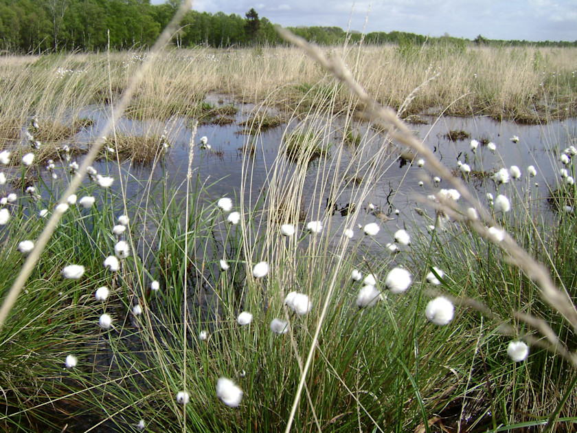 svanemosen-koldings-eneste-h-jmose