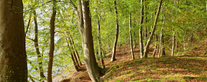 Vargårde Skov