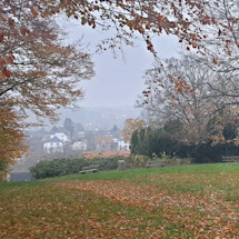 Rød Kløverstirute