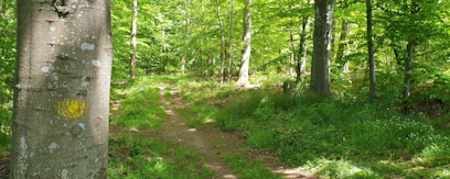 Fovslet Skov