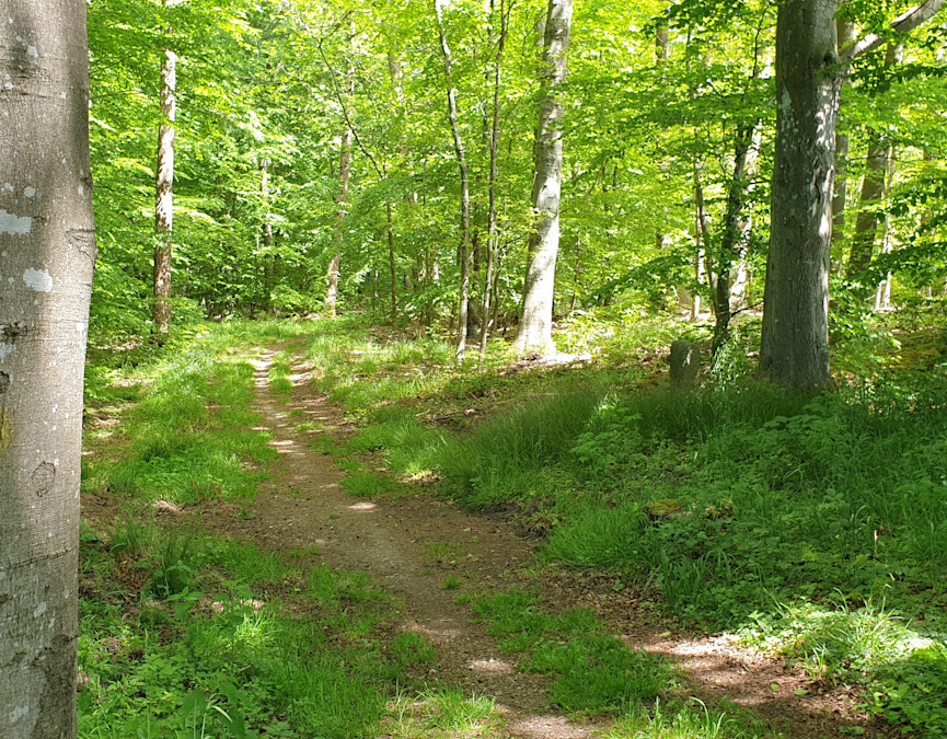Fovslet Skov
