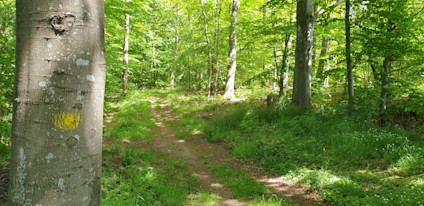 Fovslet Skov