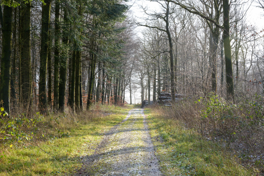 Drenderup Skov