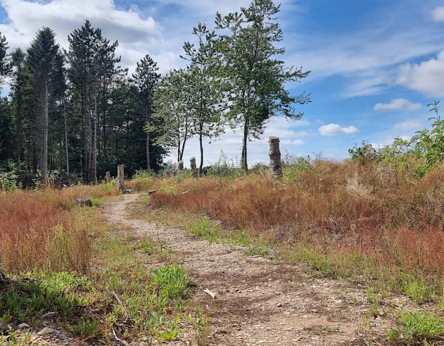 MTB-teknikspor Vamdrup