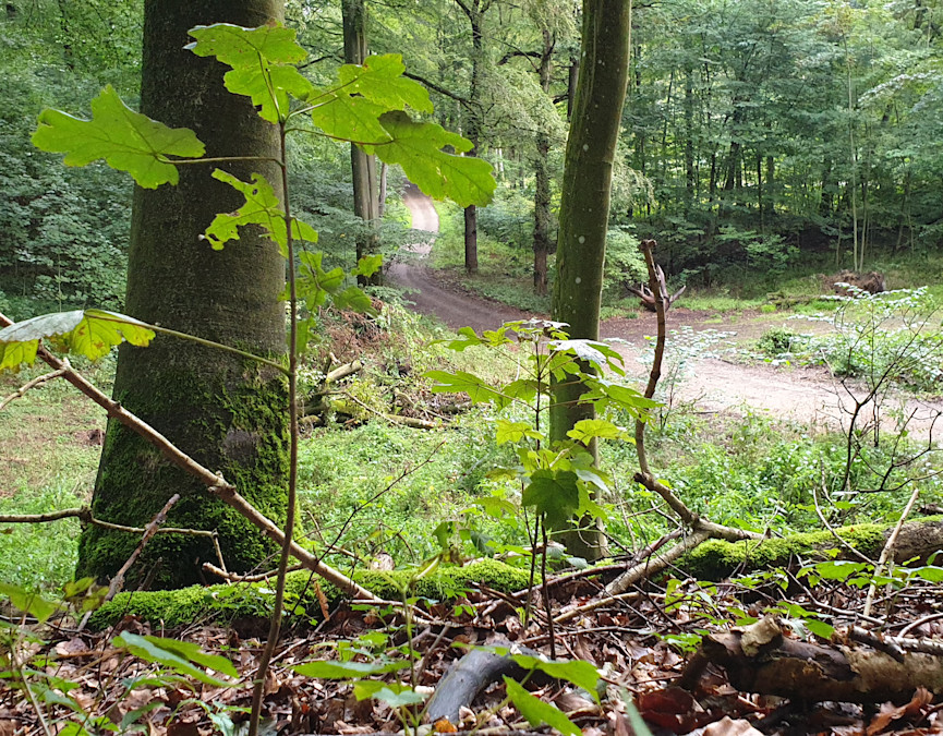 Kolding Skov