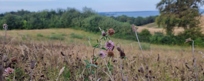 Kløverblomst på Skamlingsbanken