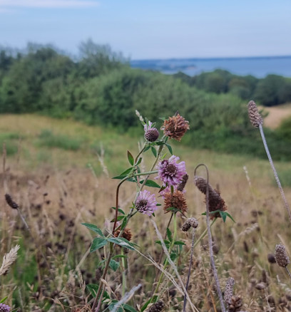 Kløverblomst på Skamlingsbanken