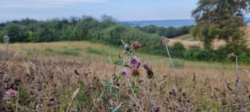 Kløverblomst på Skamlingsbanken