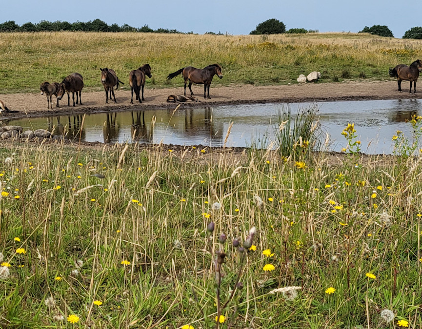 Truds Å og vilde heste