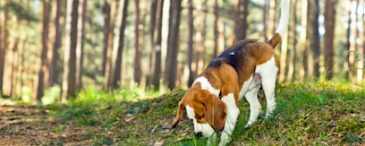 Beagle i skov