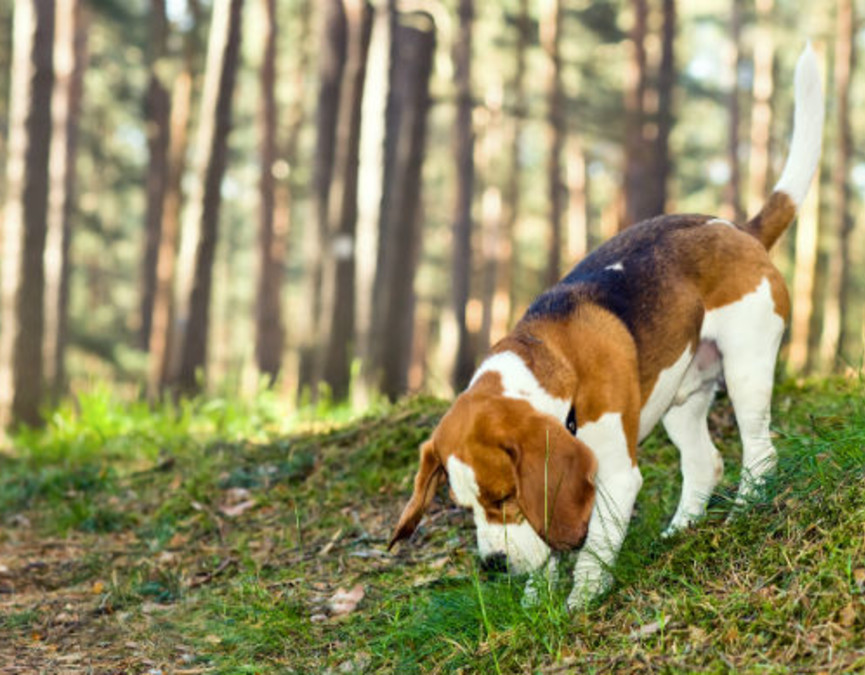 Beagle i skov