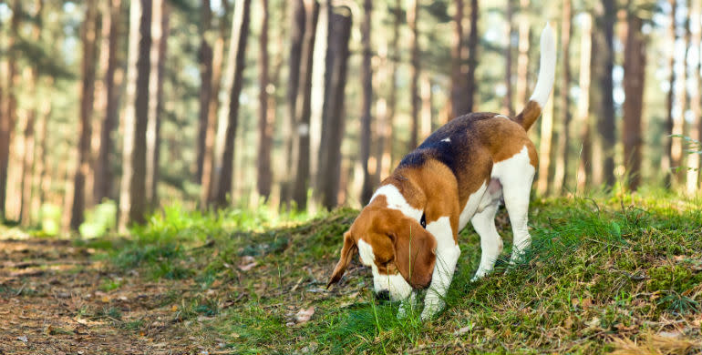 Beagle i skov