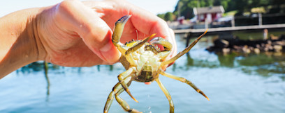 Fang krabber