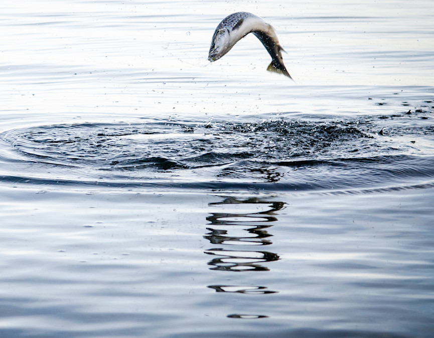 Springende havørred