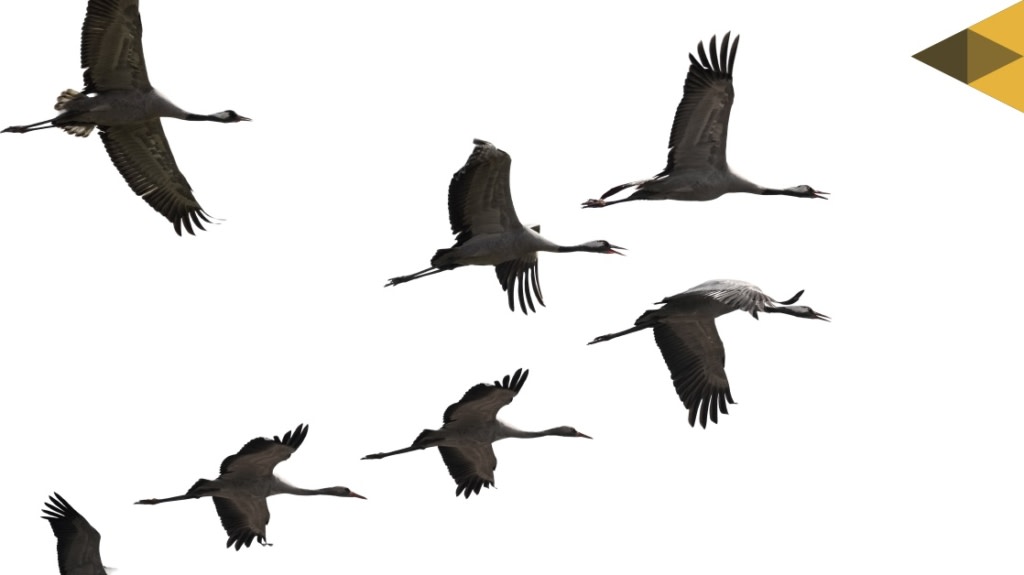 5 Reasons Why Migrations Fail