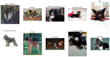 dog image selection